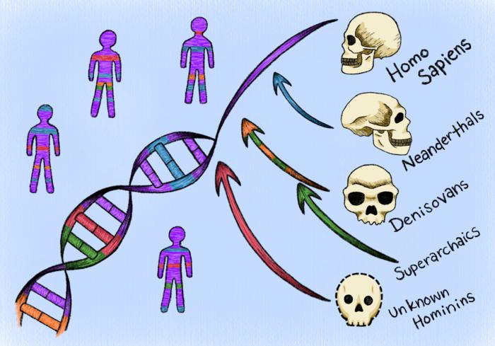 Ancient introgressions into human genome