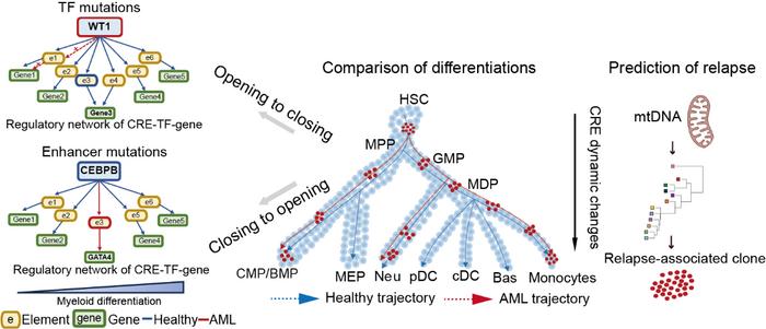 Dysregulation driving AML disease and AML relapse-associated clones