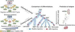 Dysregulation driving AML disease and AML relapse-associated clones
