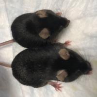 Smaller Mouse