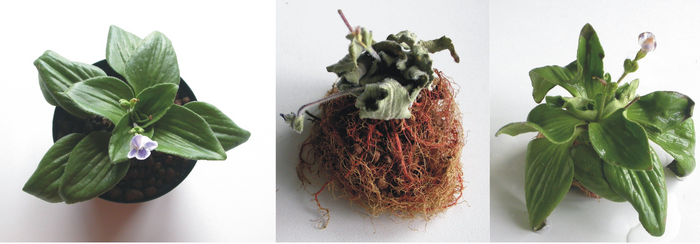 Die Wiederauferstehungspflanze Craterostigma plantagineum