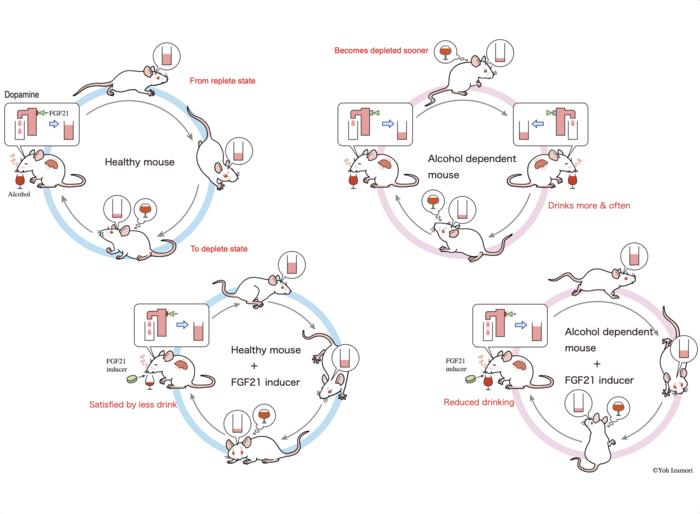 Using rare sugars to address alcoholism