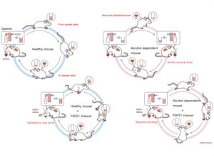 Using rare sugars to address alcoholism