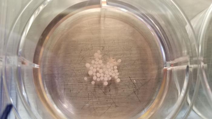 Brain organoids in a culture dish