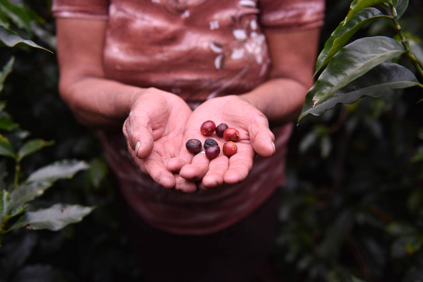 Climate Change a Buzzkill for Coffee Lovers (2 of 2)