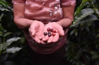 Climate Change a Buzzkill for Coffee Lovers (2 of 2)