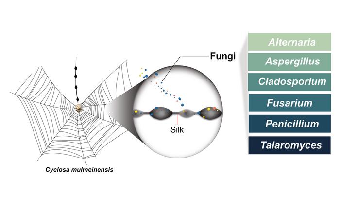 Spider webs as reservoirs of culturable fungal diversity