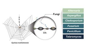 Spider webs as reservoirs of culturable fungal diversity