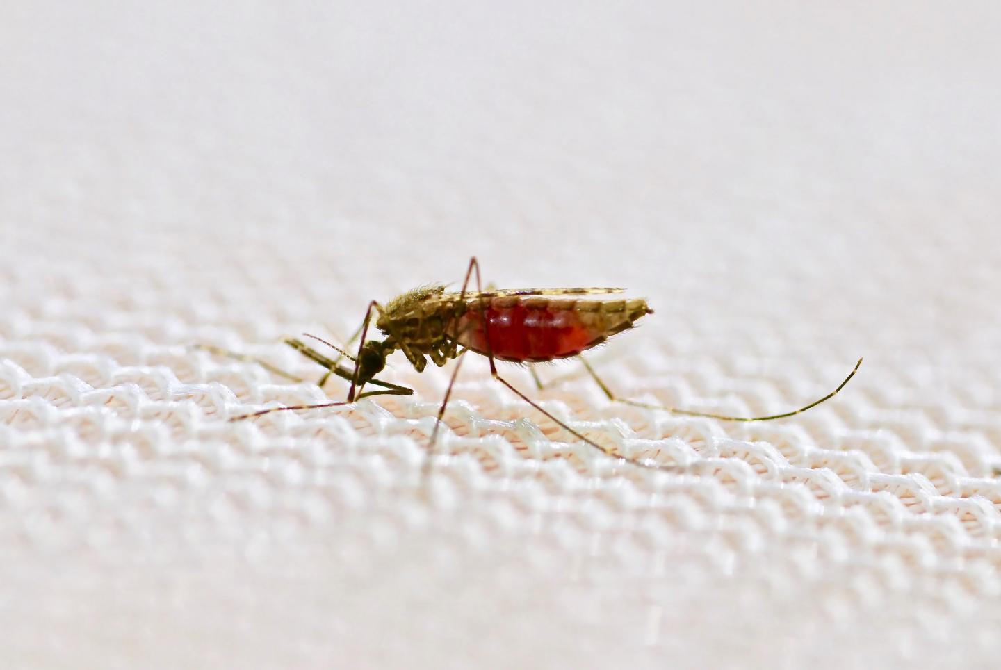 Mosquito