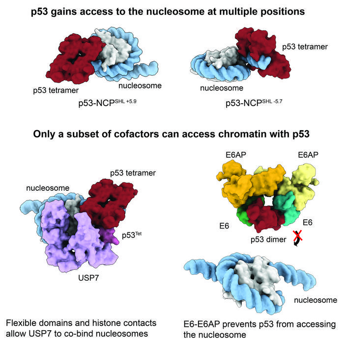The nucleosome being bound by various cofactors and p53.