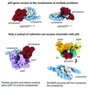 The nucleosome being bound by various cofactors and p53.