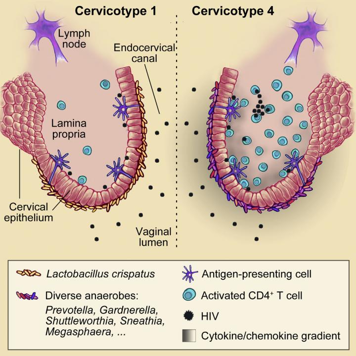 Cervicovaginal Bacteria and HIV