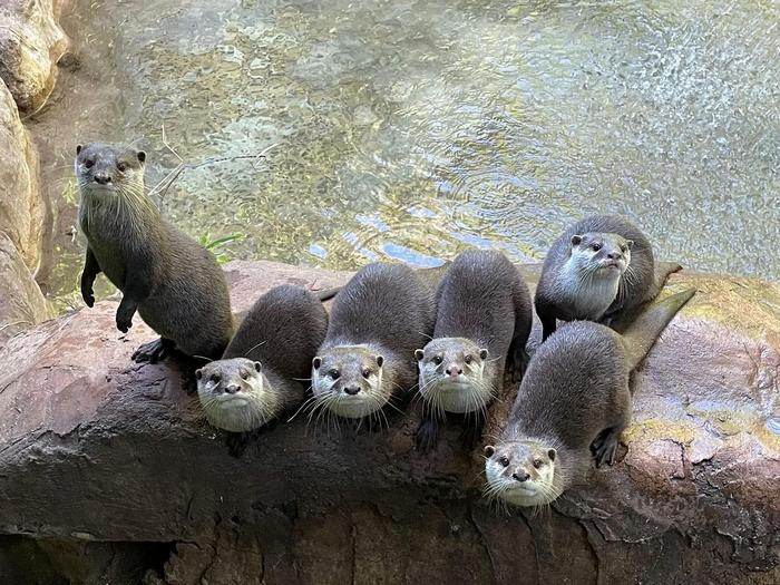 Who’s watching who? Otters turn their attention to humans