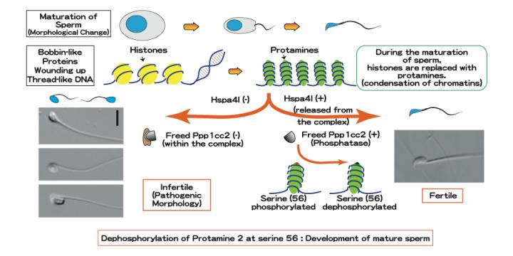 Development of Mature Sperm (2 of 2)