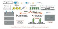 Development of Mature Sperm (2 of 2)