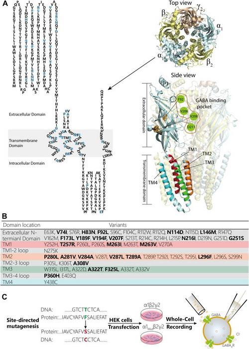 Structural map of pathogenic GABRA variants and experimental schemes