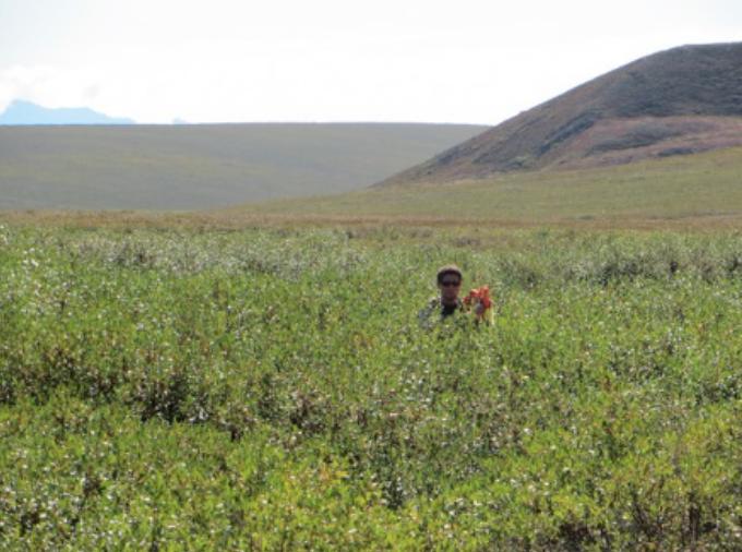 Researcher Stands in Neck-Deep Shrubs