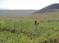 Researcher Stands in Neck-Deep Shrubs