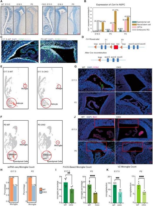 Ccn1 deletion in neural stem progenitor cells (NSPCs) leads to a reduction of microglia in the brain at E17.5 and P2