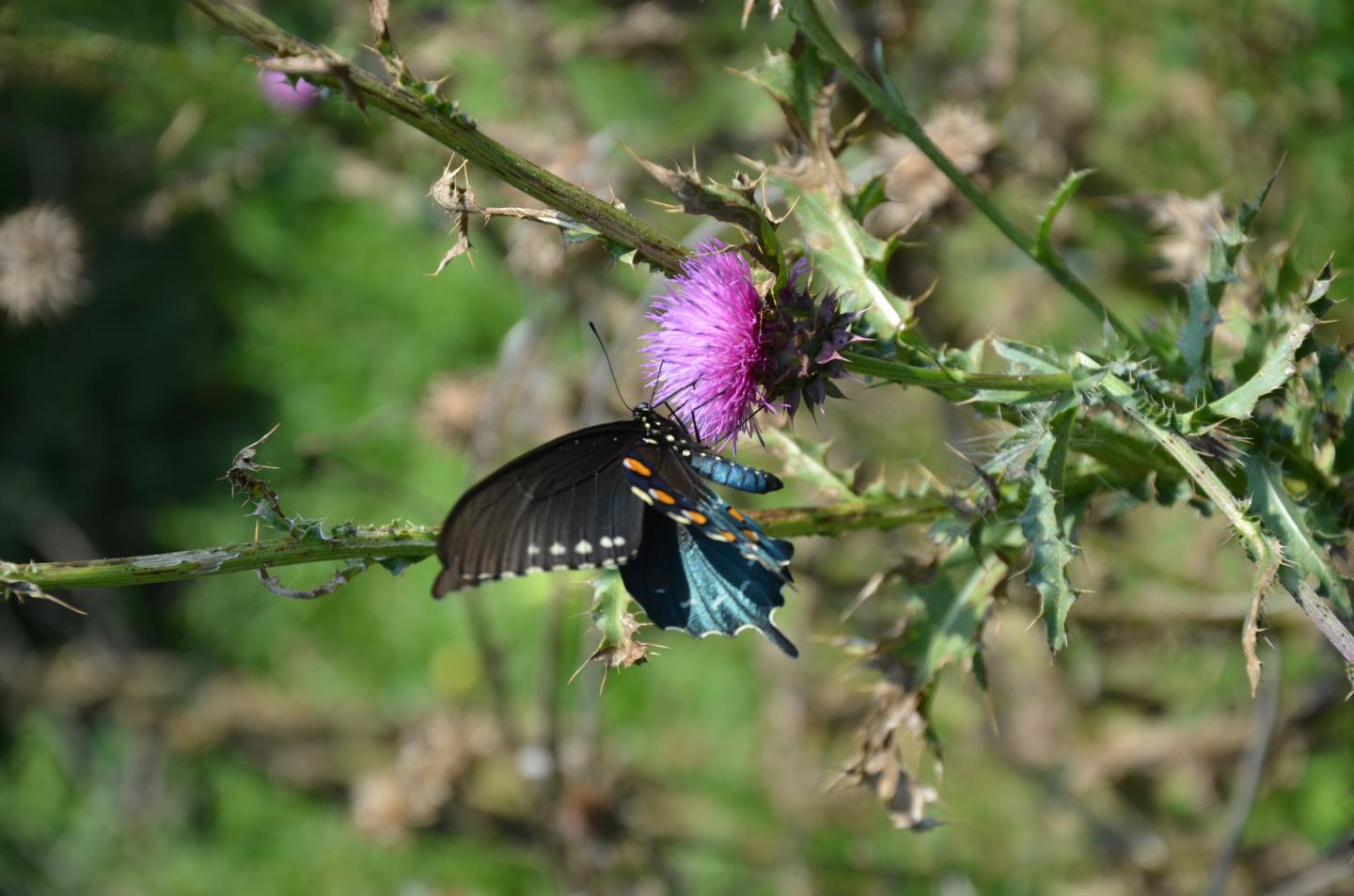 Pipevine Swallowtail