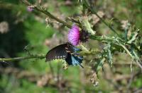 Pipevine Swallowtail