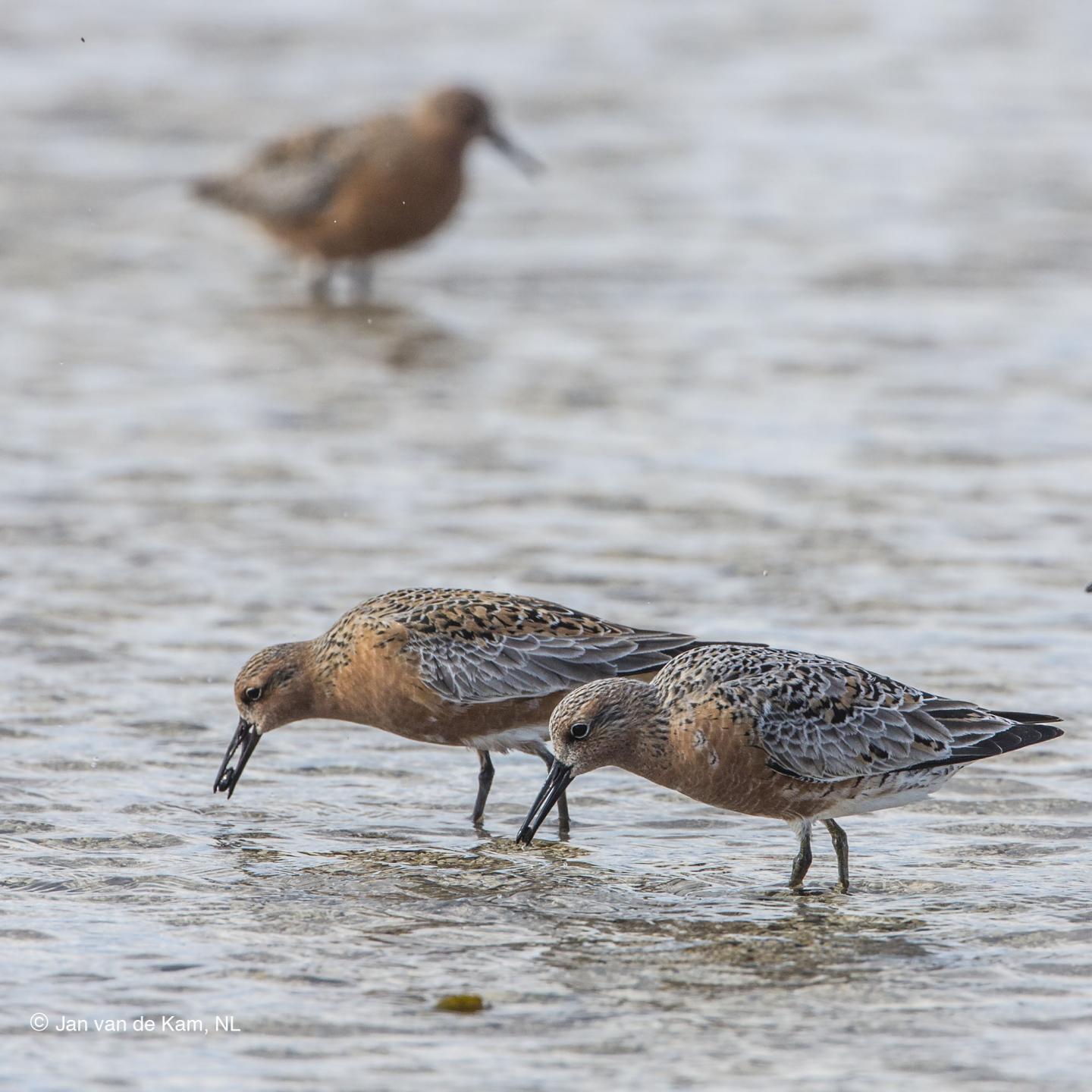 Red Knots
