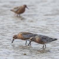 Red Knots