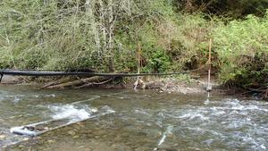 Detecting Tagged Salmon