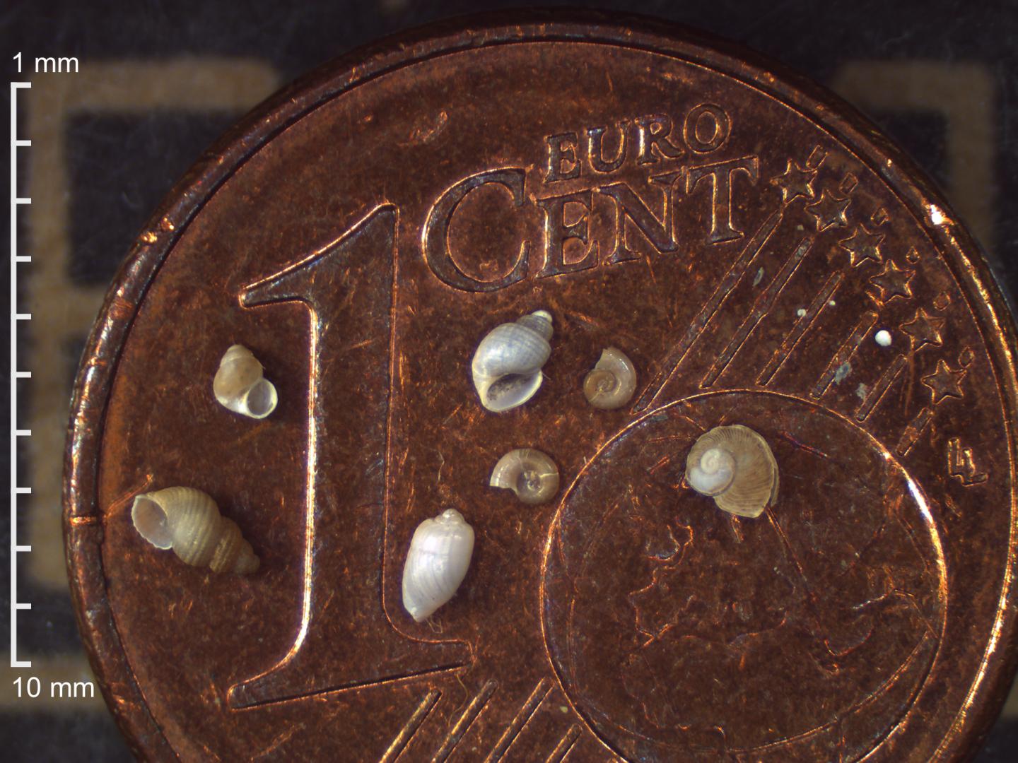 Microgastropods
