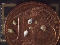 Microgastropods
