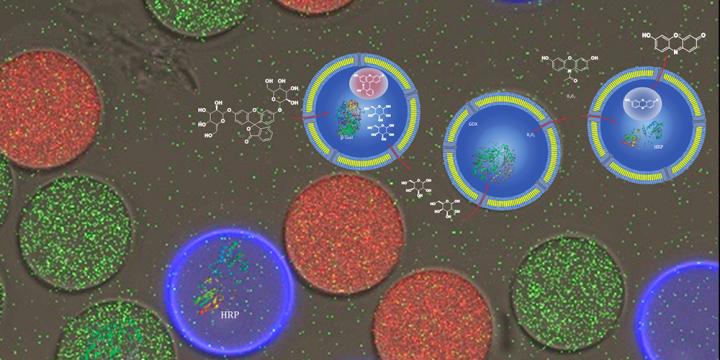 Reaction cascade in the cell