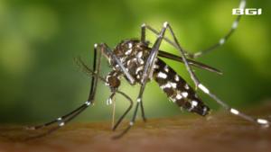 Aedes albopictus - Chikungunya Cases Surge in South China City| BGI Insight
