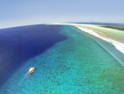 Can You Spot the Whale Shark?