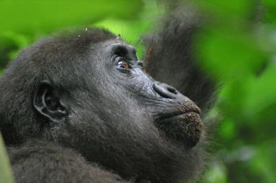 Congo Gorilla