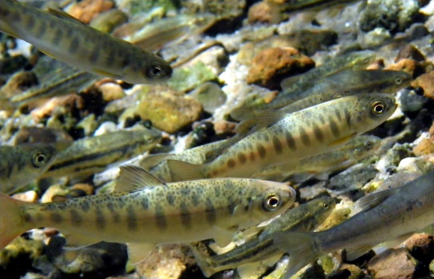 Salmon