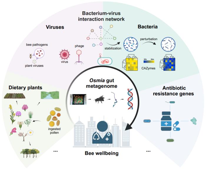 Osmia gut metagenome