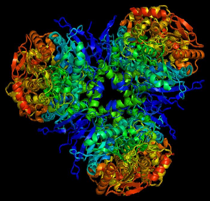Protein CES1
