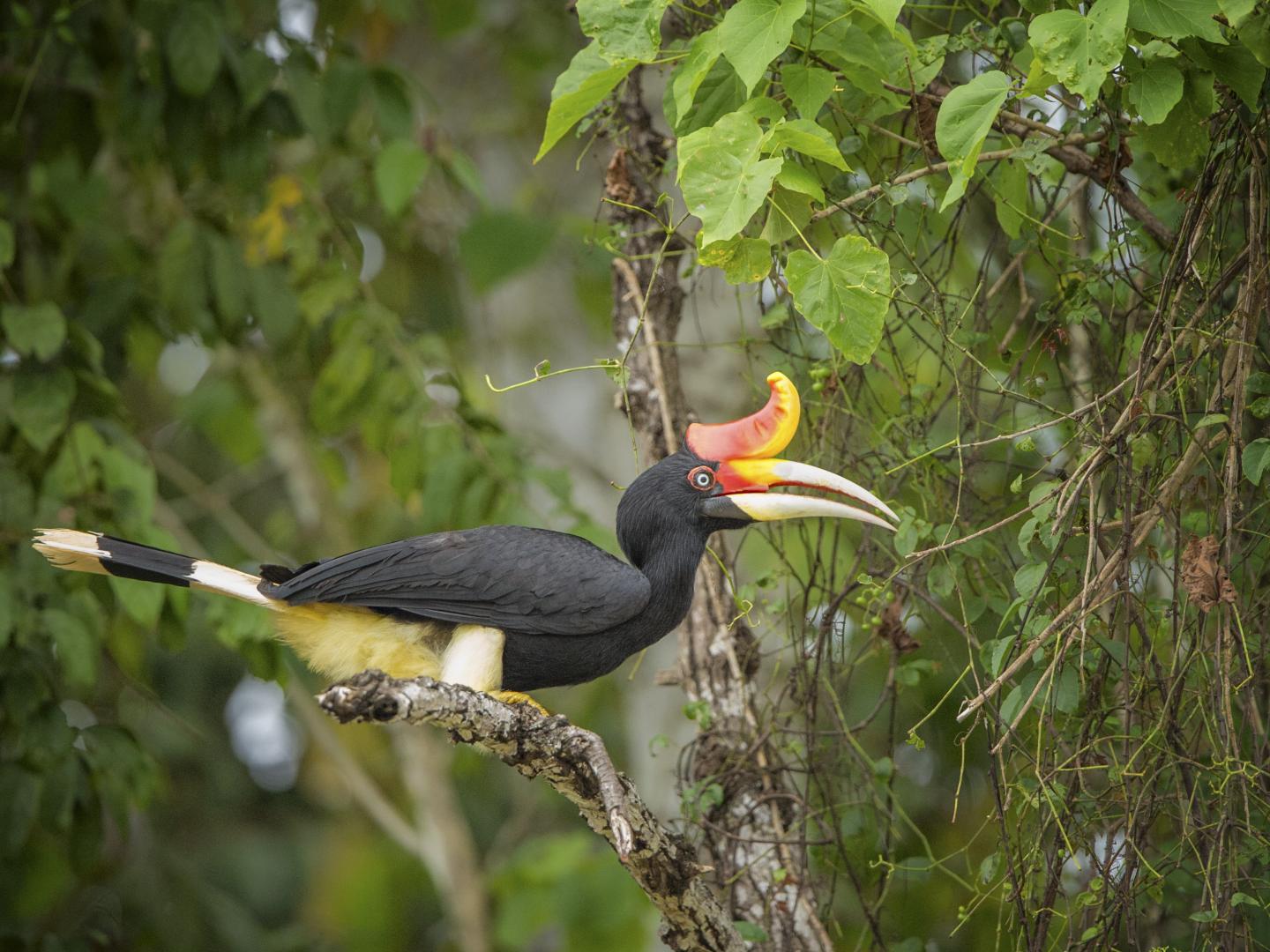 Helmeted Hornbill from Southeast Asia