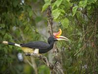 Helmeted Hornbill from Southeast Asia