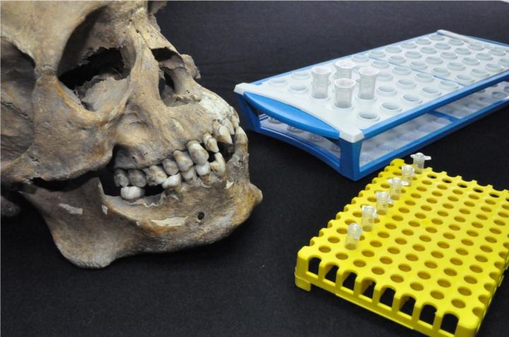 Skulls in Lab