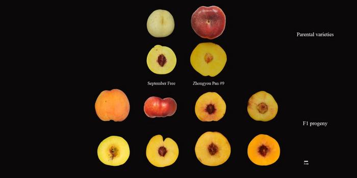 Fruit morphology of parents and F1 progeny of the ‘September Free’ × ‘Zhongyou Pan #9’ population.