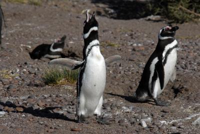 Magellanic Penguin