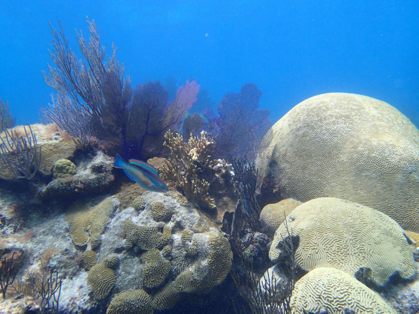 Brain Coral (2 of 2)