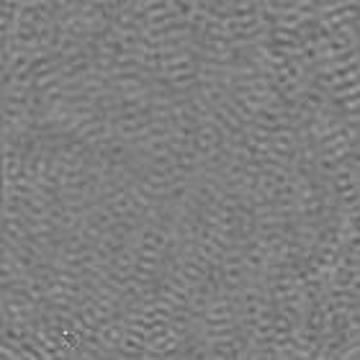 Viral Assembly