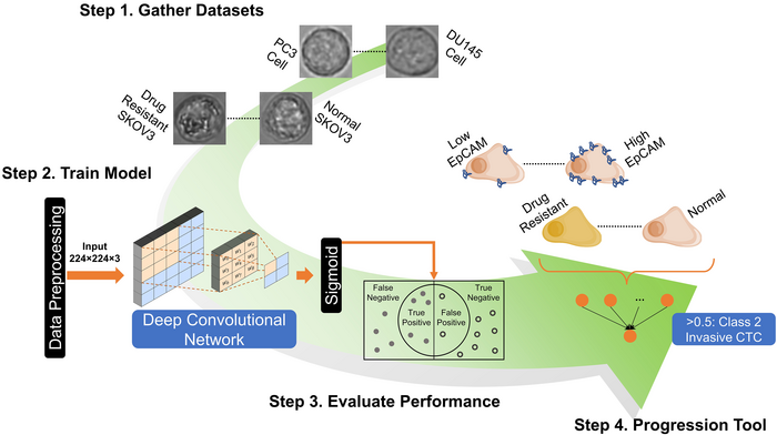 Workflow for cell classification project