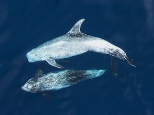 Dolphin school