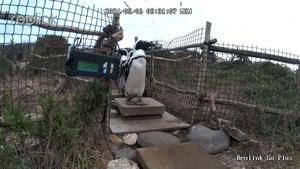 Penguins on weighbridge