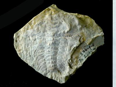 <i>Schmidtiellus reetae</i>