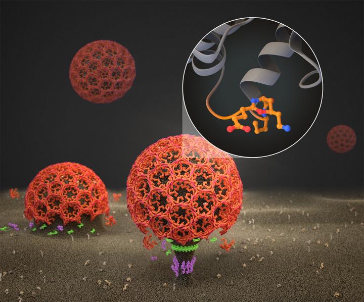 Signal Receptor-Containing Vesicles