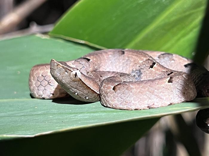 Hump-nosed viper